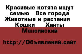 Красивые котята ищут семью - Все города Животные и растения » Кошки   . Ханты-Мансийский